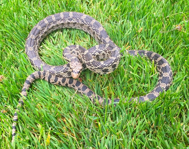 Gopher Snake_1