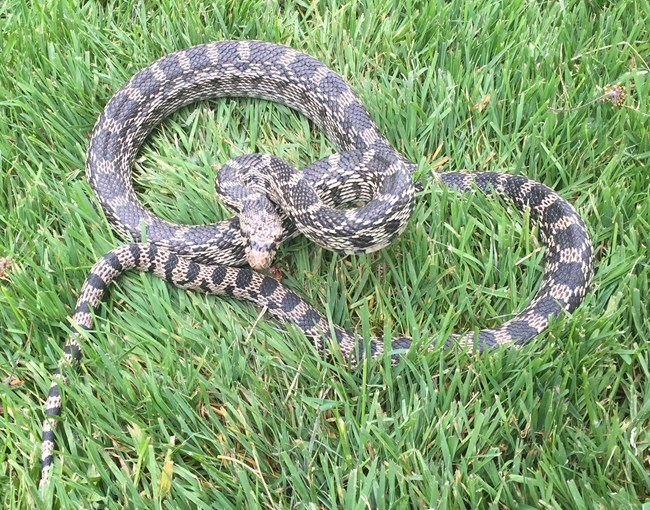 Gopher Snake
