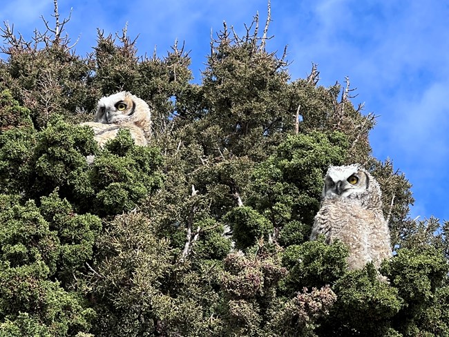 Owlets_Fledgling