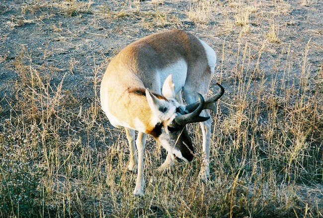PRONGHORN Antelope