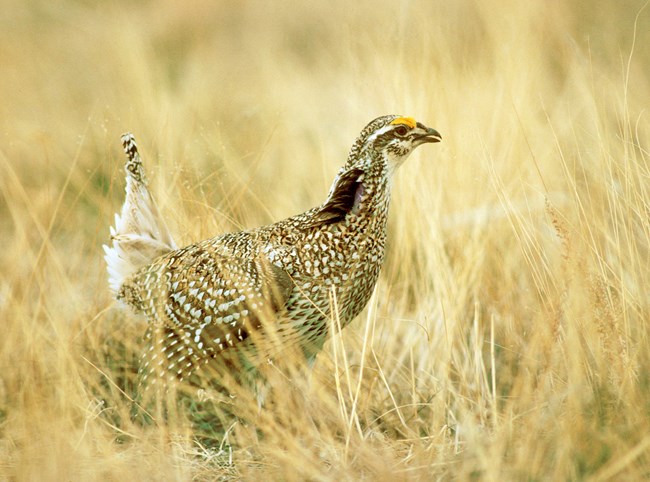 Sharp-Tailed Grouse