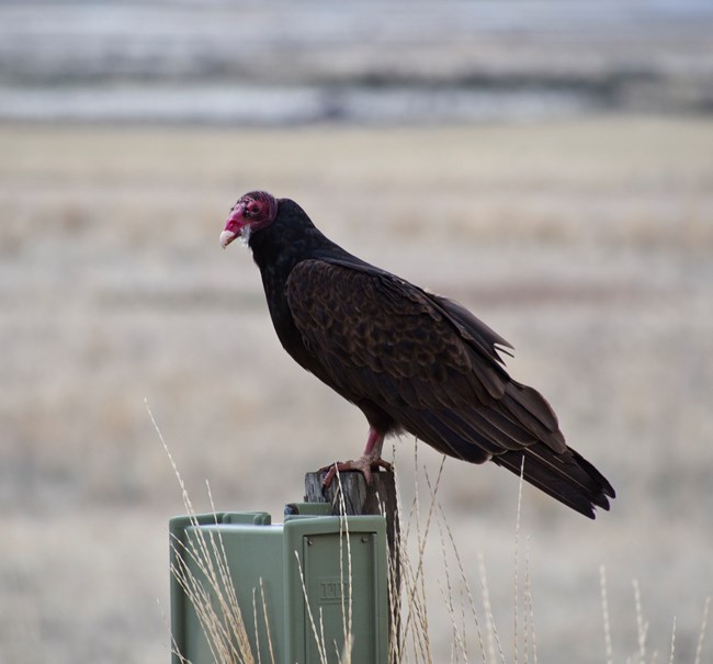 Turkey Vulture