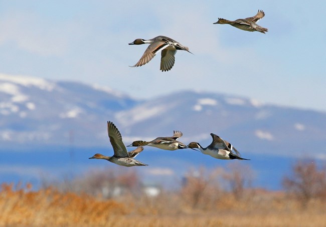 Pintails fly by