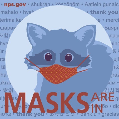 A raccoon wears a mask.