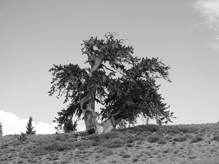 Bristlecone Pine