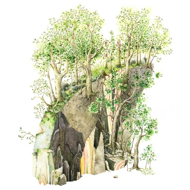 A cross-section like watercolor painting of trees sticking out of a stylized, sloped forest floor. The floor rises up like a hill covered in grass and rock, but is only a thin slice, showing textured and colored layers below, along with the many roots.