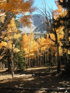 Fall colors at Great Basin