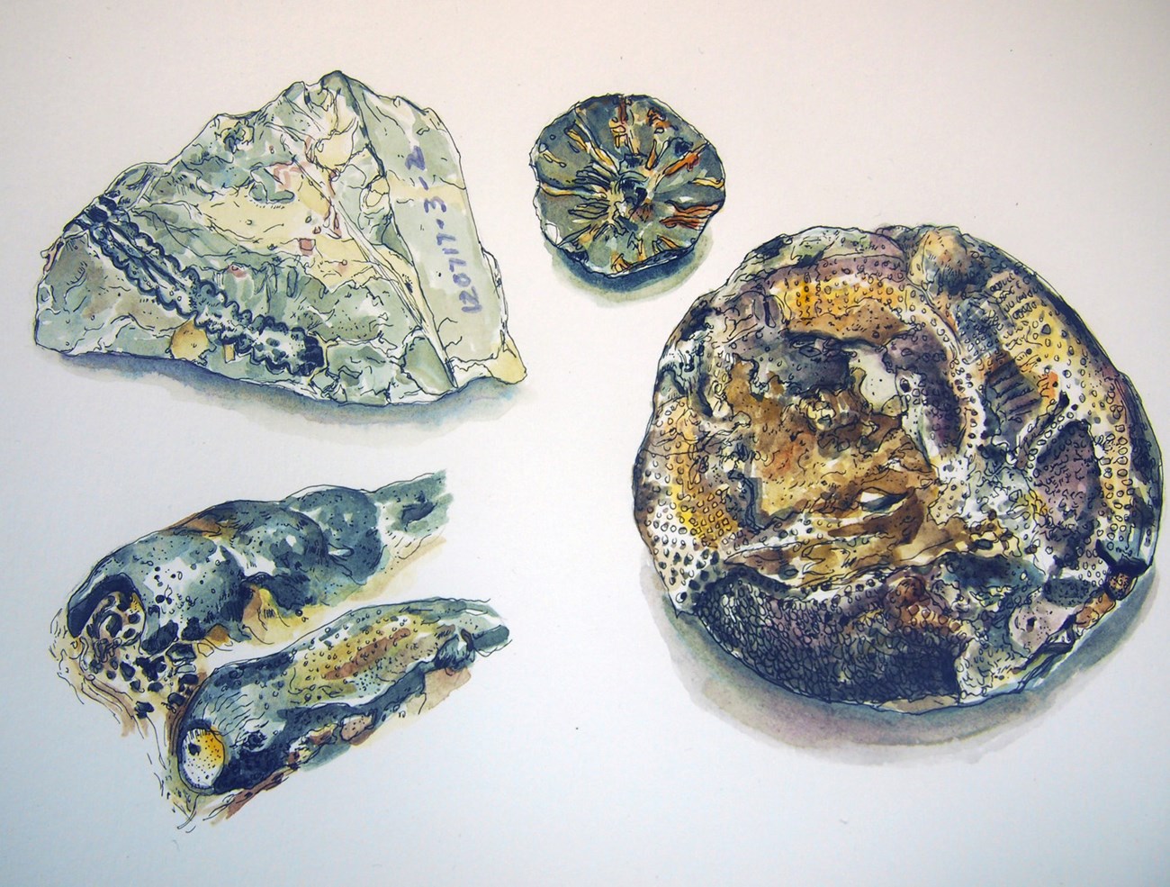 fossil studies