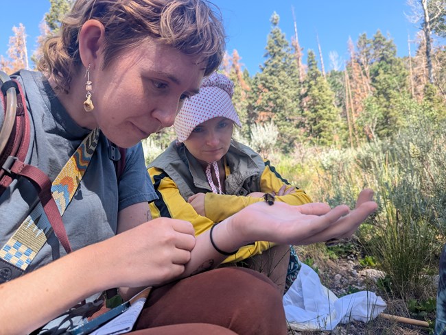 Bee surveyors by Rachel Stringham