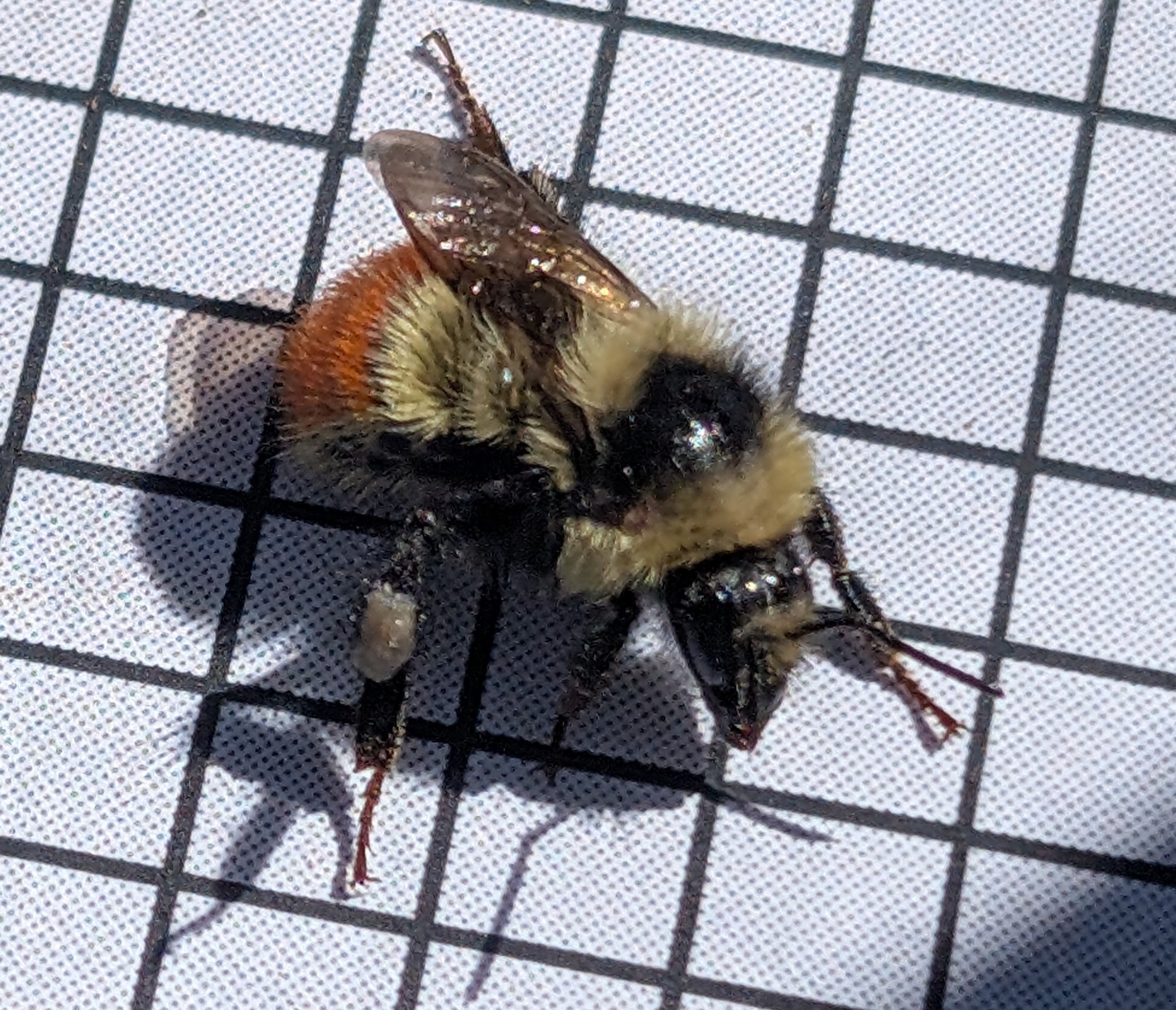 The 2025 Great Basin Bumble Bee Bioblitz (U.S. National Park Service)