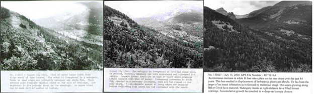 three photos taken from same viewpoint over 100 years, with more trees present in the more recent photos