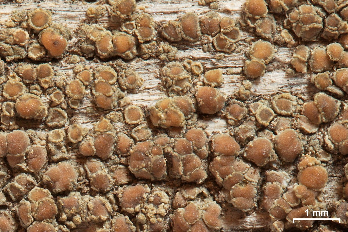 Lecanora prolificans close-up orange circles on wood