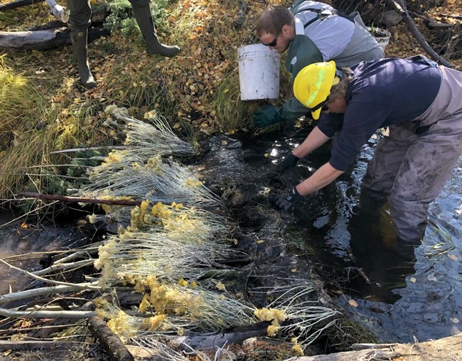 Packing buckets of mud BDA two people standing in a small stream dumping mud on vegetation laid down in the stream
