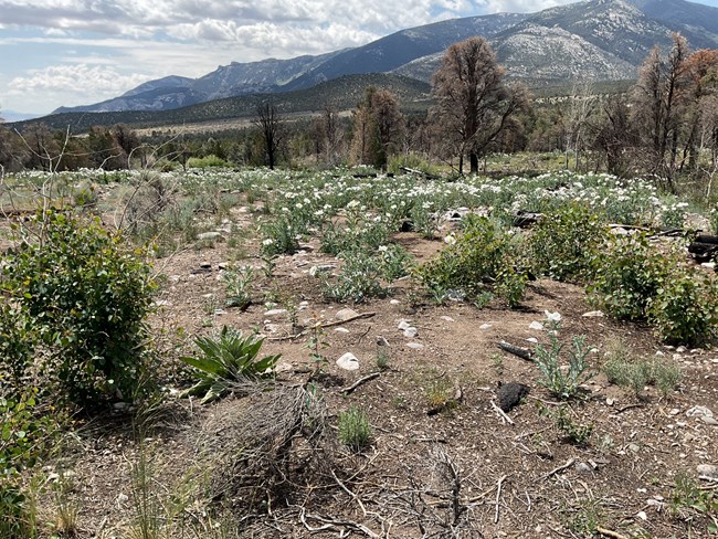 Prickly poppy site at Lehman Flat
