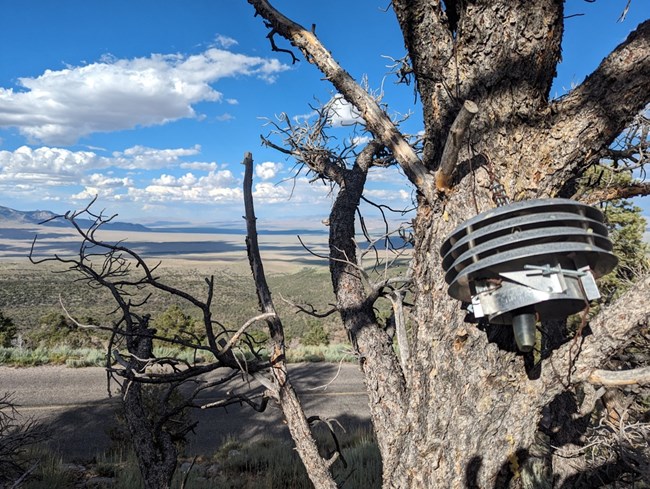 Round metal item hanging in dead tree with blue skies and some clouds.