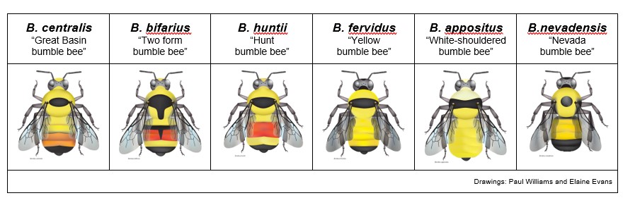 The 2025 Great Basin Bumble Bee Bioblitz (U.S. National Park Service)