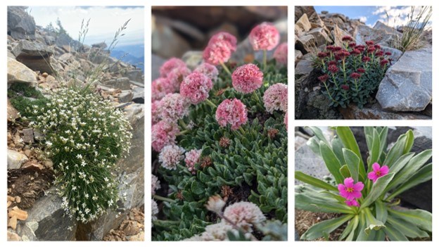white and pink flowers among rocks