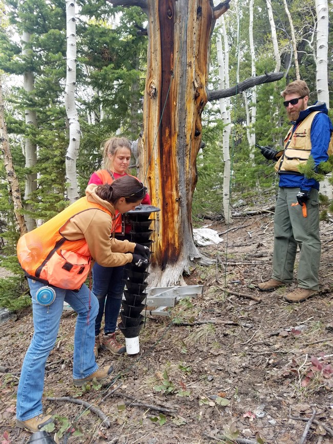 a person prepares a black funnel trap next to a dead tree while two other people look on