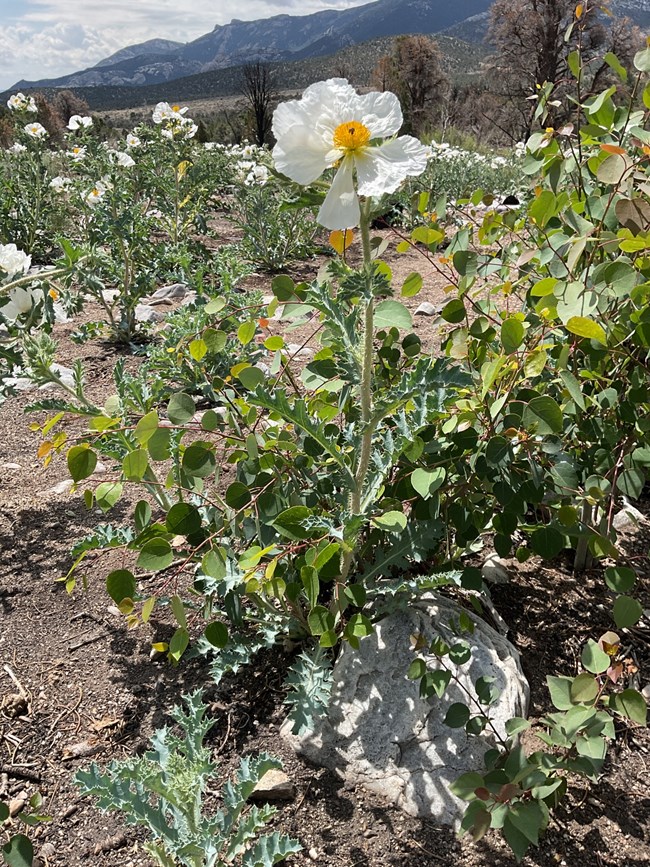 white flower with poky thorns