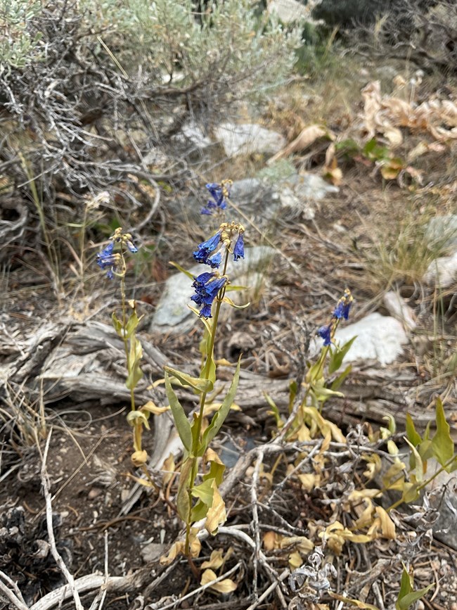 small purple flower on tall green stem
