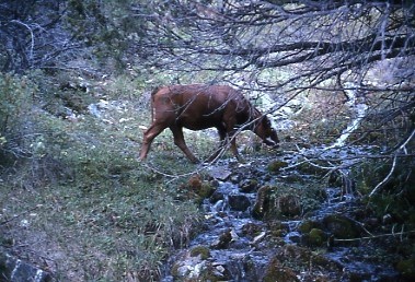 Cow South Fork Big Wash Cows drink from the streams of Great Basin National Park, such as South Fork Big Wash, as they graze