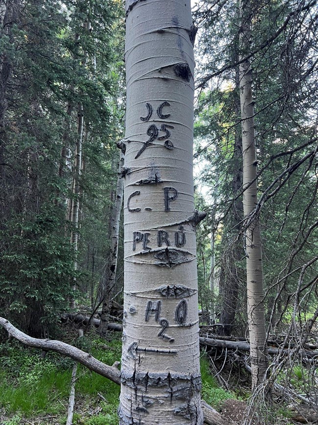 White-barked aspen tree with carved words and imagery including "JC 95", "C.P.", "Peru", and "H20" in a backdrop of tall, skinny pine trees.