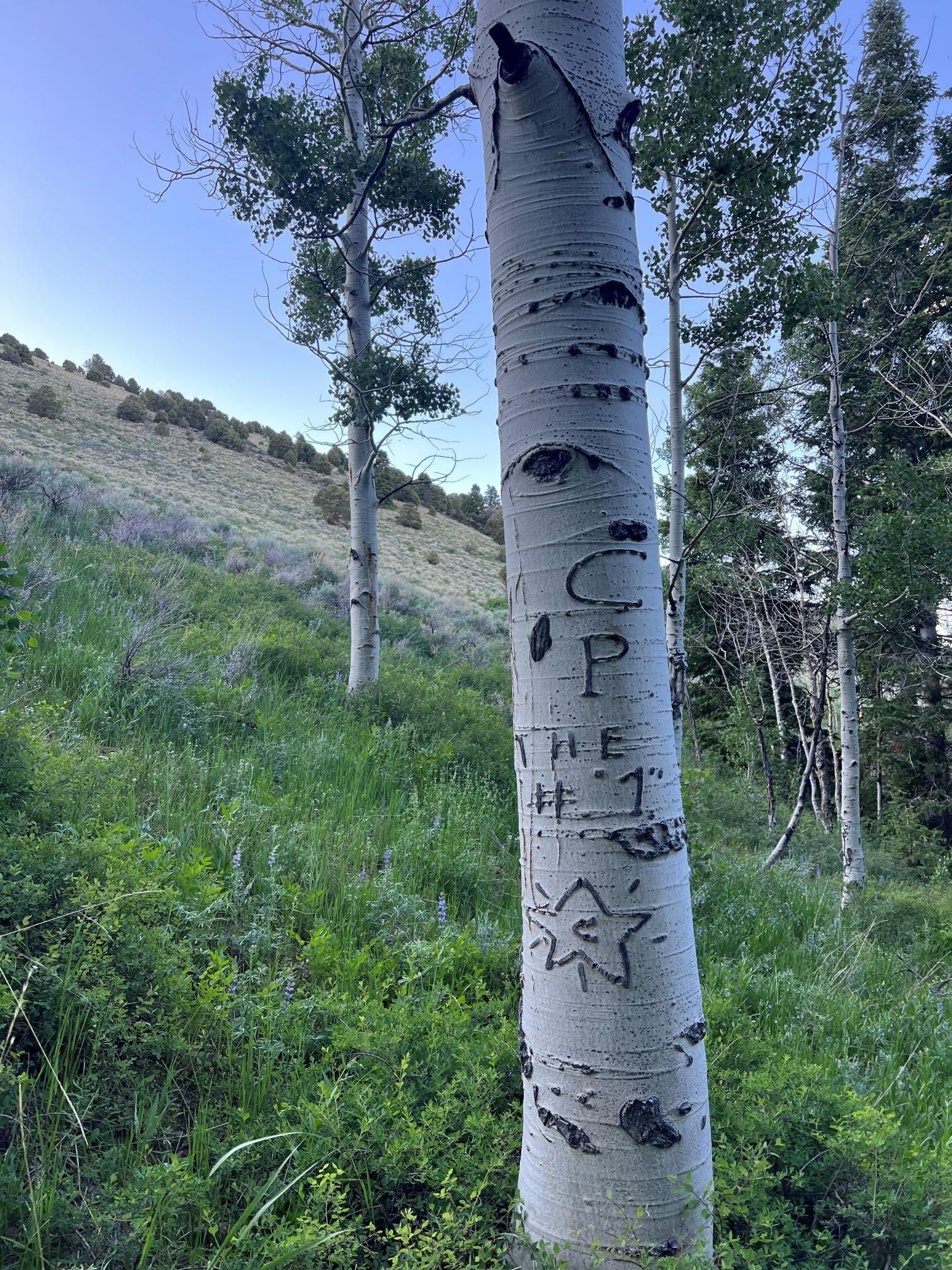 arborglyphs2_8104905_2.jpg