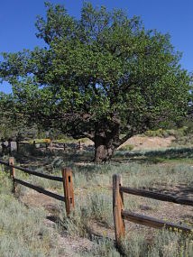 Lehman's orchard