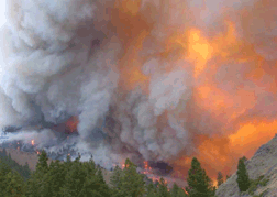 wildfire