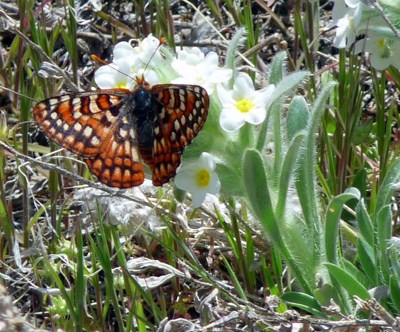 butterfly on white flowers