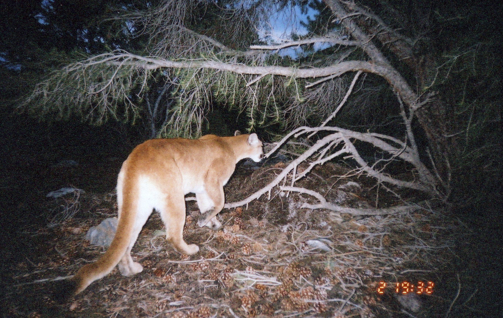Remote Wildlife Cameras - Great Basin National Park (U.S. National Park Service)