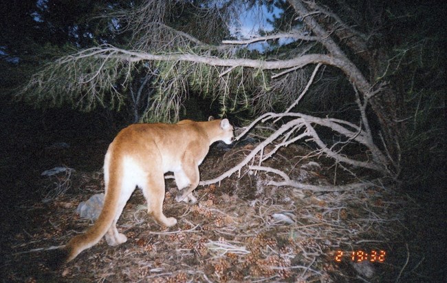 Mountain lion