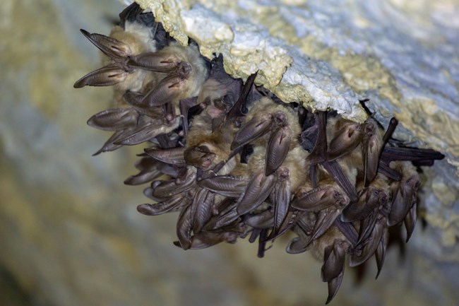 Cluster of bats