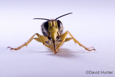 A wasp with hairy yellow legs, big dark eyes, and two antennae