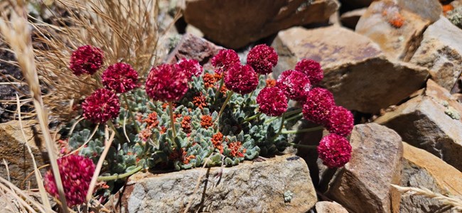 A cluster of bright purplish-pink flower heads growing out of a green leafy base tucked between talus rocks.