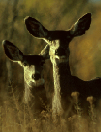 mule deer