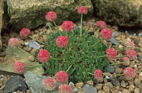 clump of holgrem's buckwheat