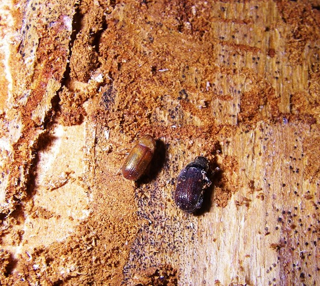 two beetles on a piece of wood