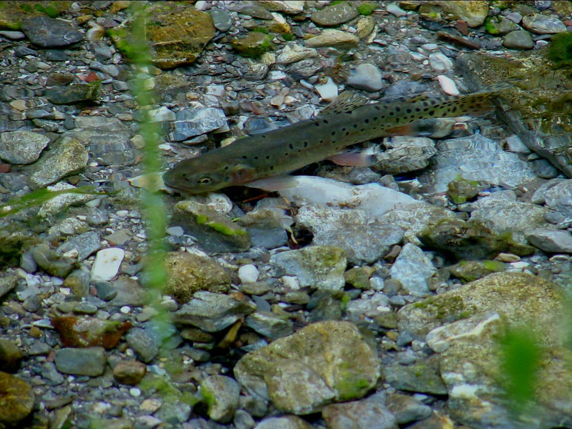 Fish Great Basin National Park (U.S. National Park Service)