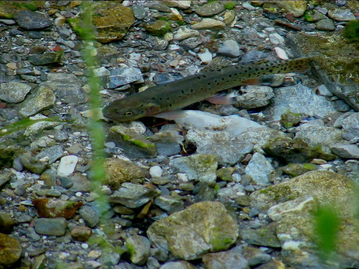 Bonneville Cutthroat Trout