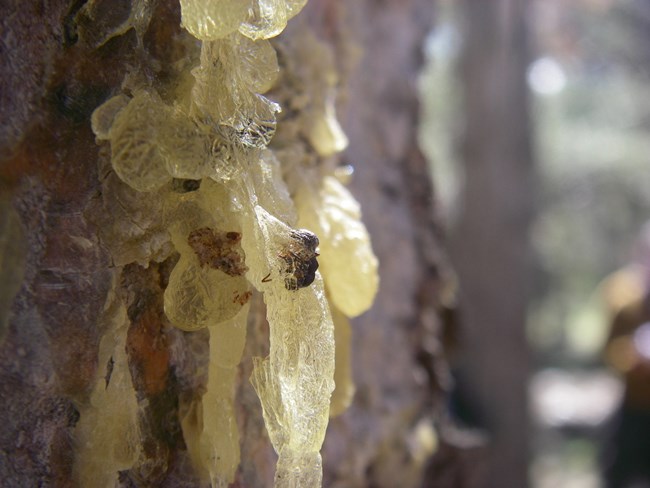 yellow sap oozing from tree with beetle encased