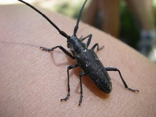 black insect on a finger