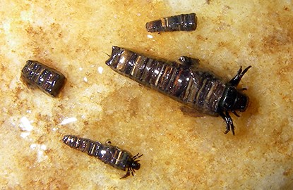 Caddisflies