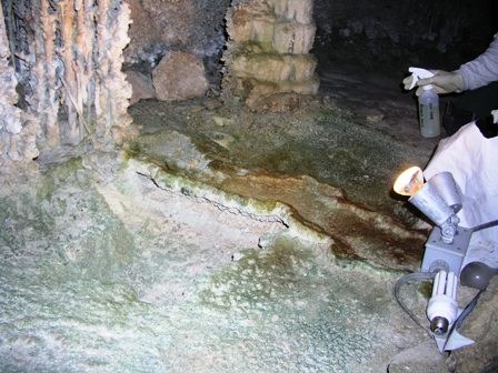 cleaning algae in Lehman Caves