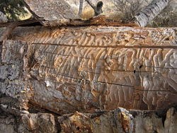 fir engraver beetle tracks