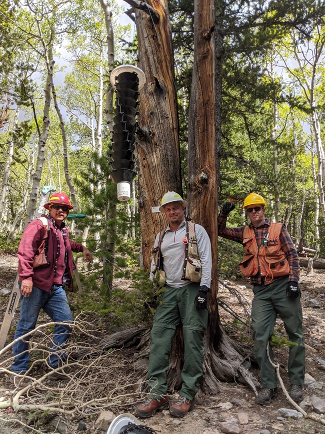 three guys in vests next to a tree with an insect funnel trap