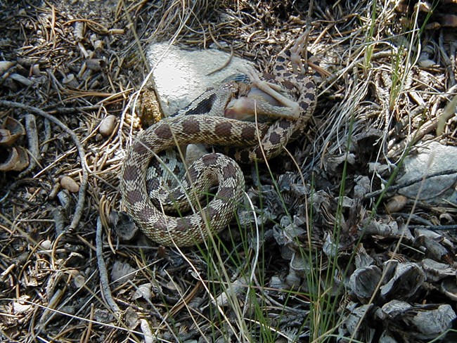 Gopher snake consumes baby bird