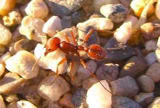 Harvester ant Harvester ant