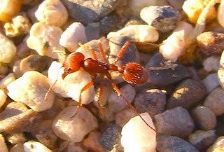 Harvester ant