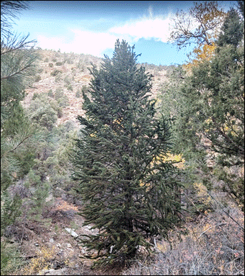 low elevation bristlecone photo by G. Baker